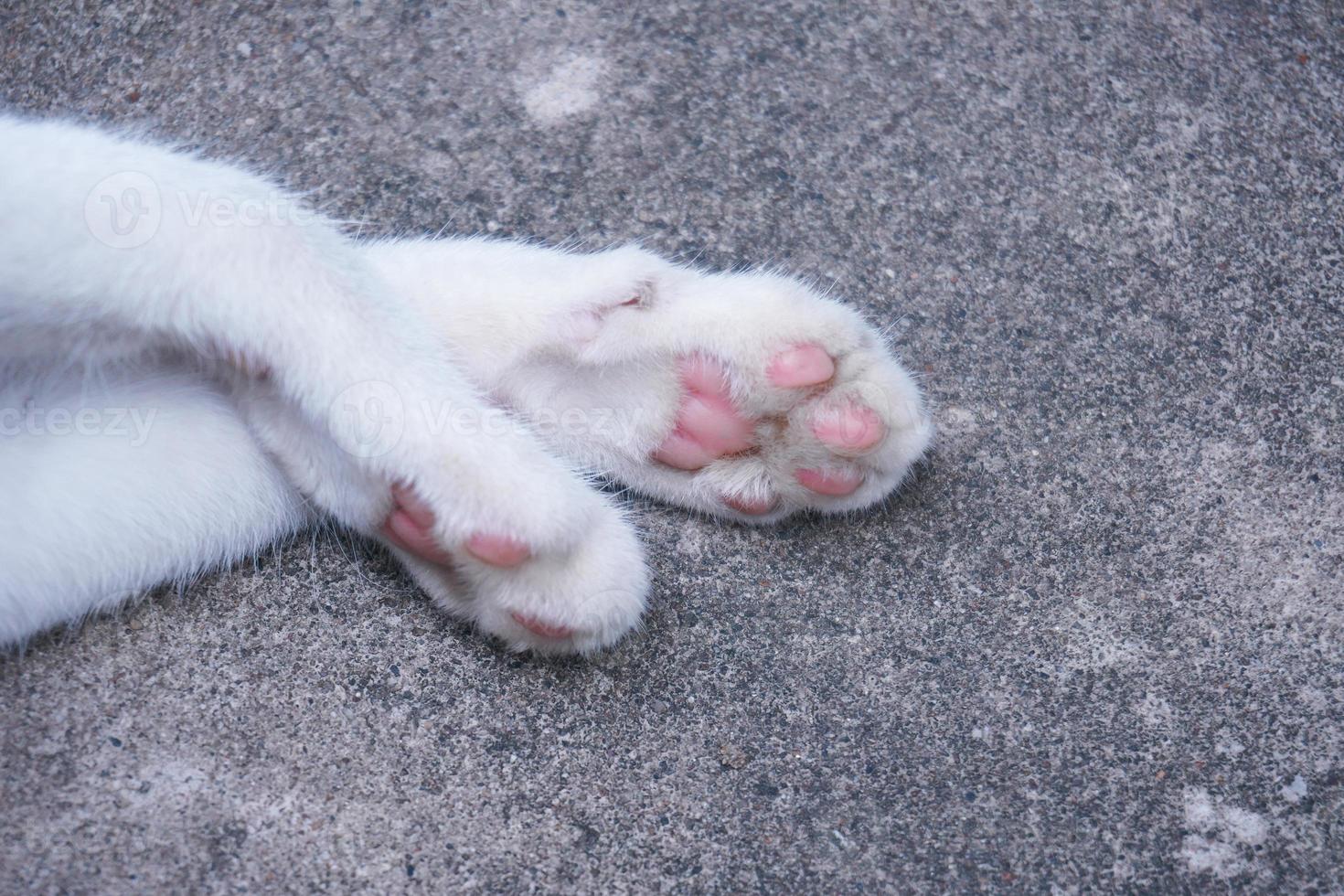 The portrait of cat paws. Lovely cat feet photo