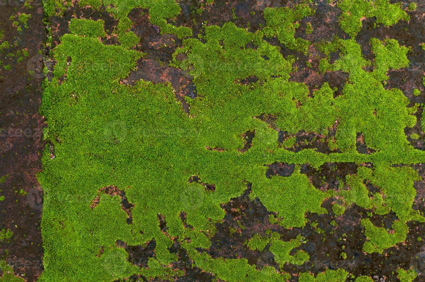 Green moss on old wall, Moss on the wall,Closeup of Moss on the wall ,for background photo