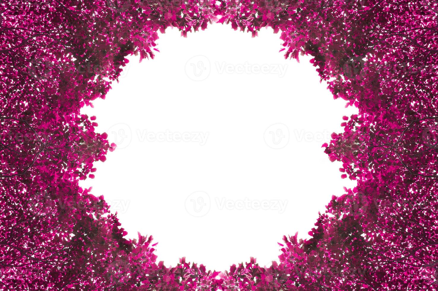 Frame from pinks leafs isolated on white background with space for text,for background photo