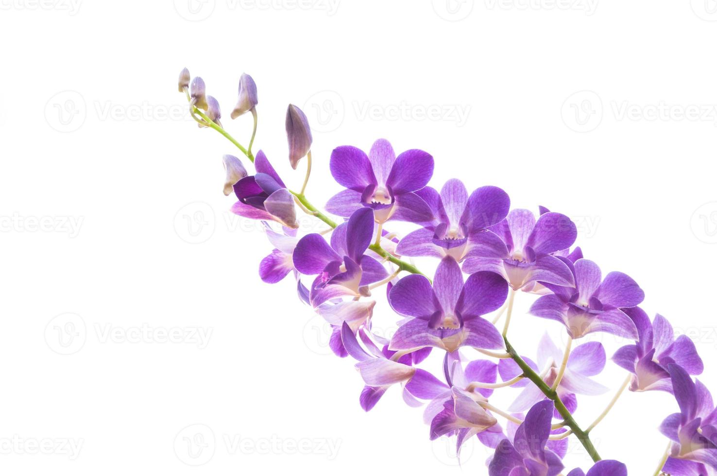 Beautiful purple orchid flowers branch isolated on white background photo