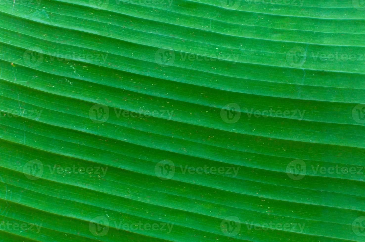 Closeup of banana leaf texture abstract background, fresh green leaf for background photo