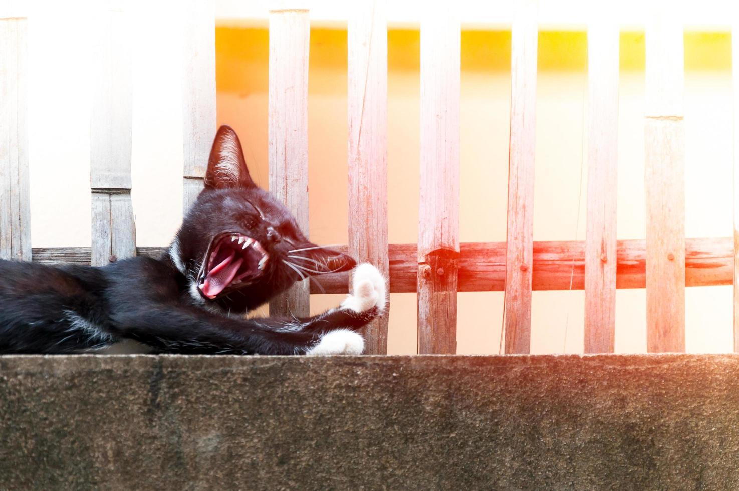 Young cat yawn of a black color on fence ,Animal portrait Black kitten photo
