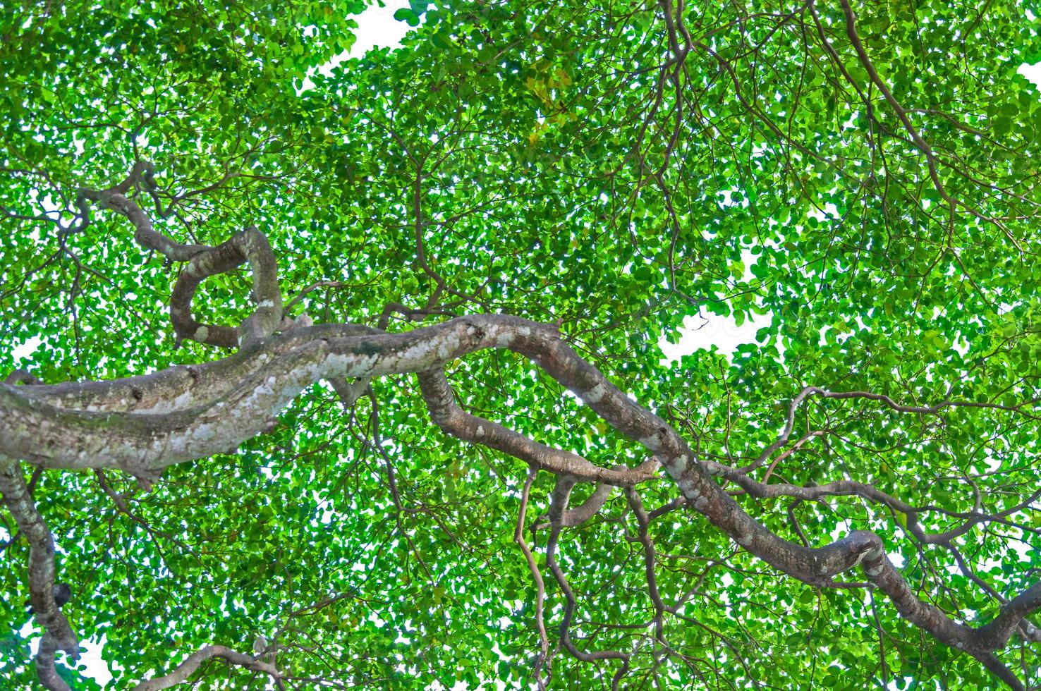 Leaf and tree isolated on white background photo