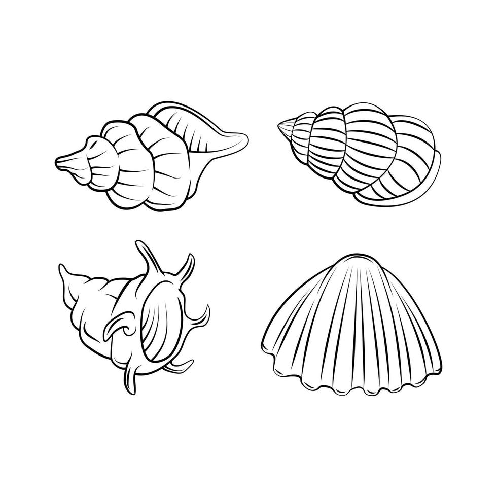 Sea Shell illustration on white background collection vector