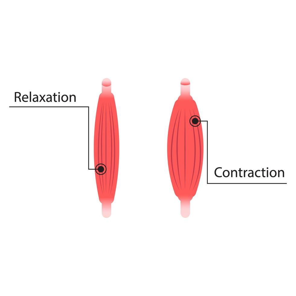 ilustración de contracción y relajación muscular vector