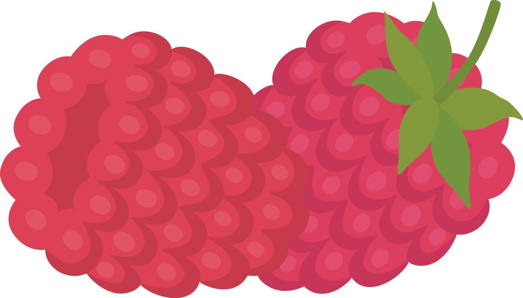 sweet berry a raspberry vector