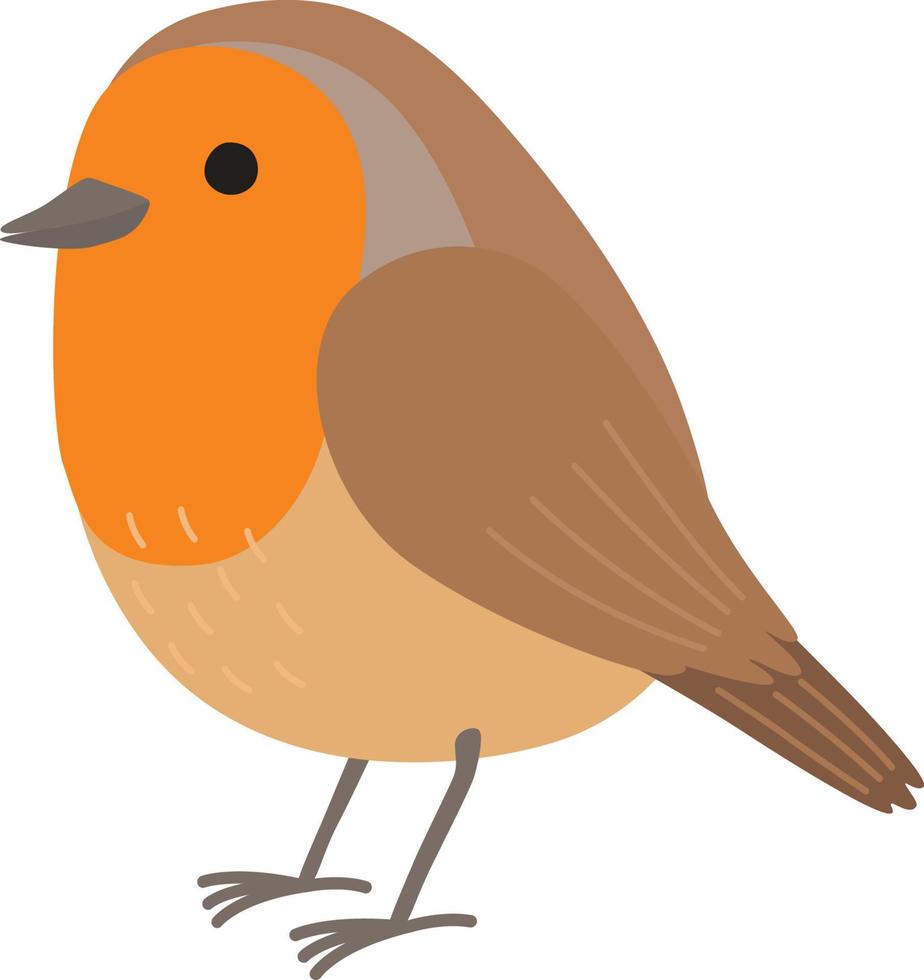 Robin bird illustration vector