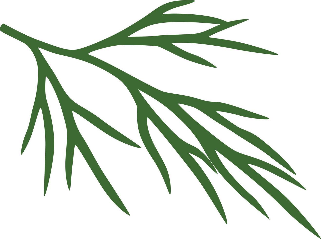 dill illustration seasoning vector