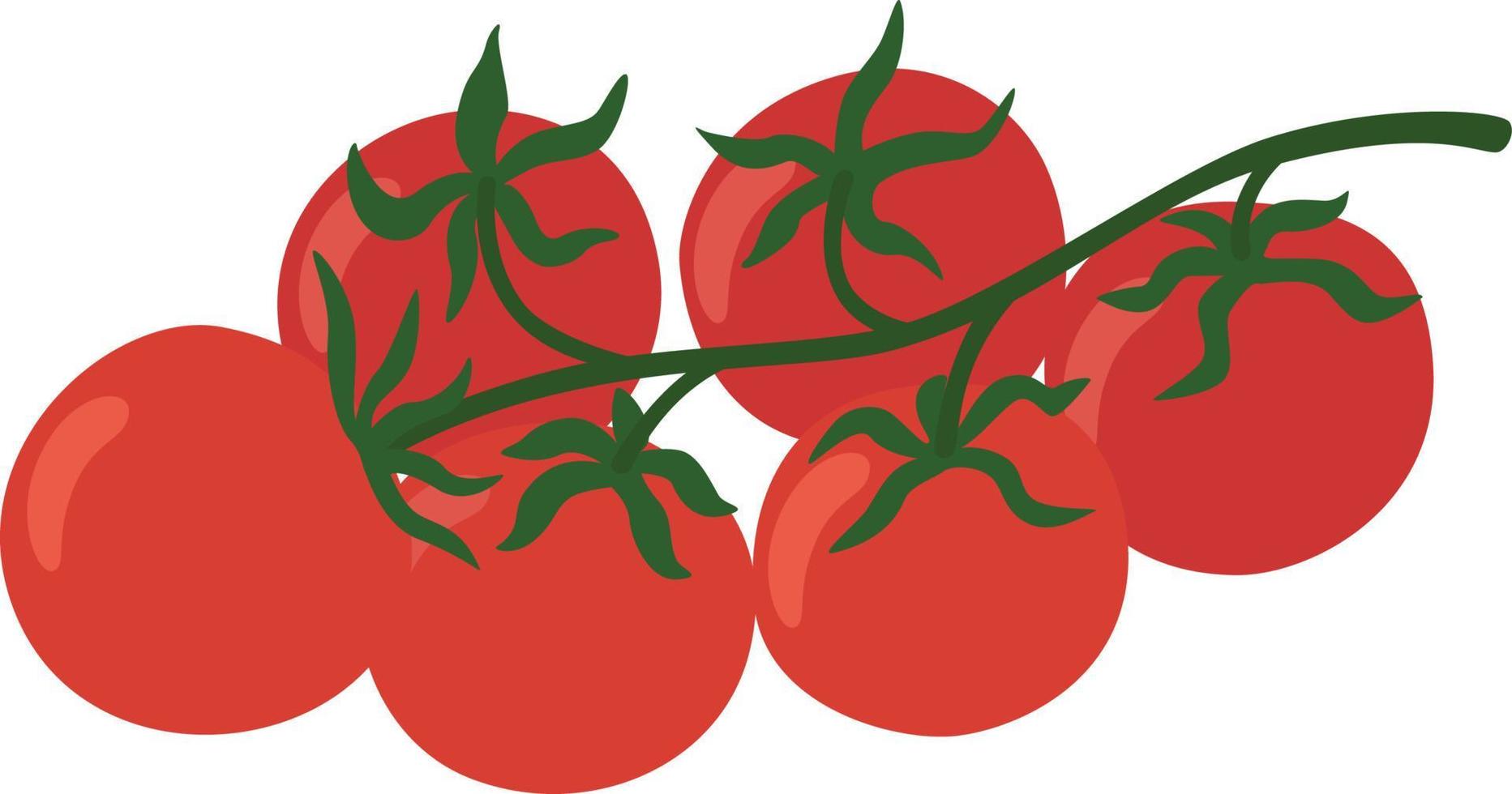 Branch of tomatoes, cherry tomato. vector
