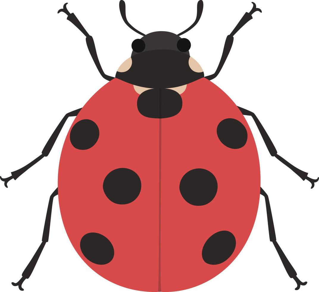 mariquita ilustración insecto vector