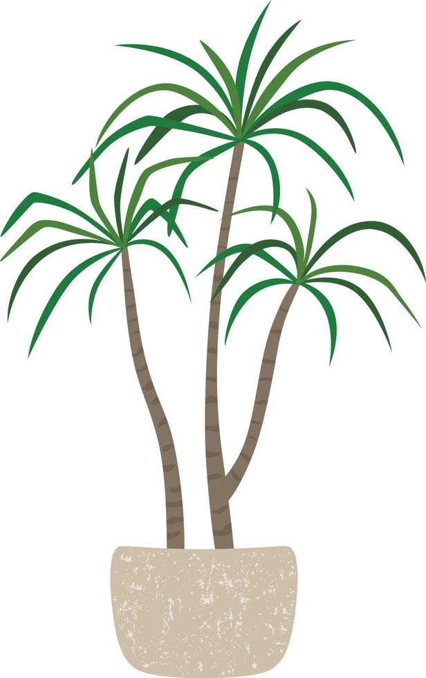 Dracaena in a pot, houseplant. vector