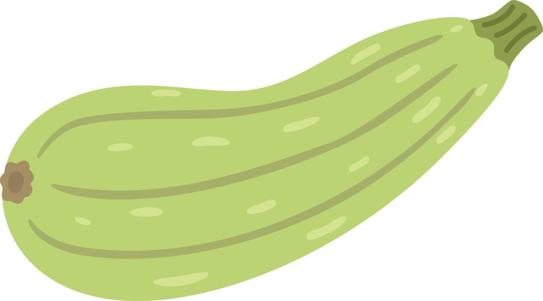 zucchini illustration vegetable vector