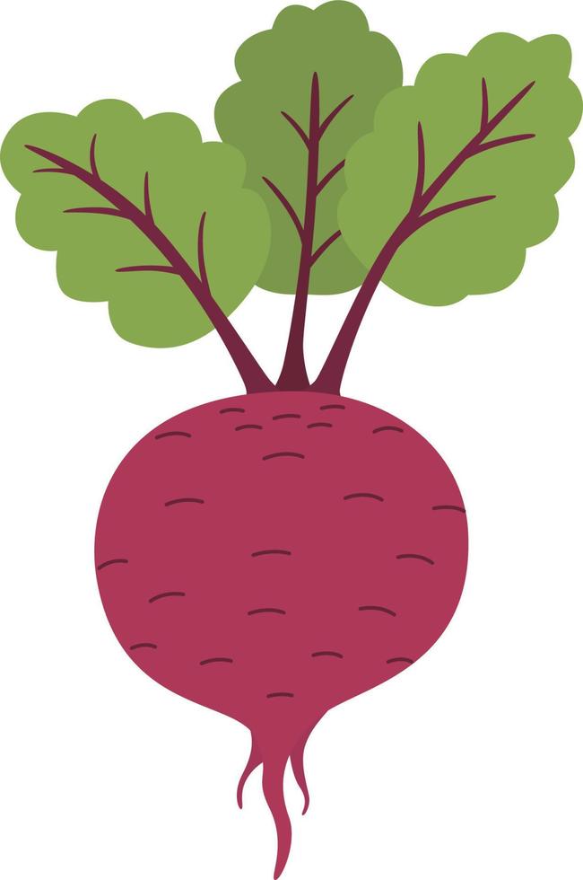 Fresh beet with leaf. Natural Root. vector