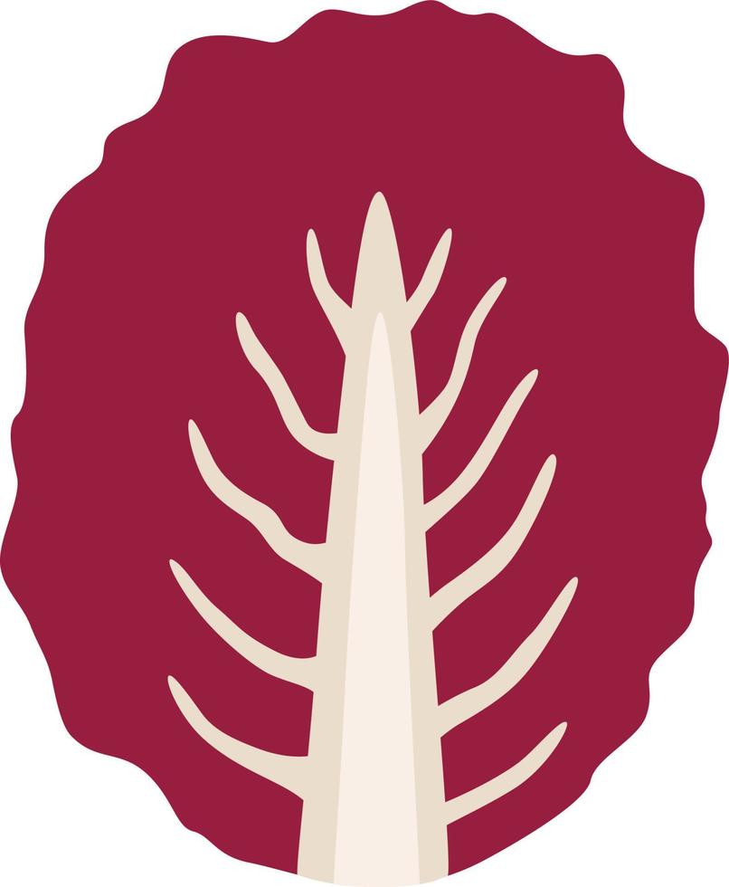 Radicchio leaf illustration vector