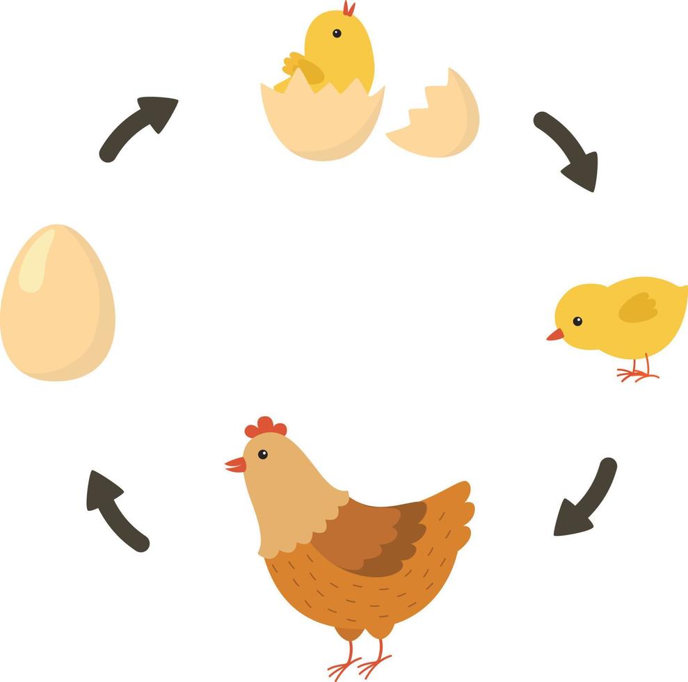 vida ciclo de el pollo vector
