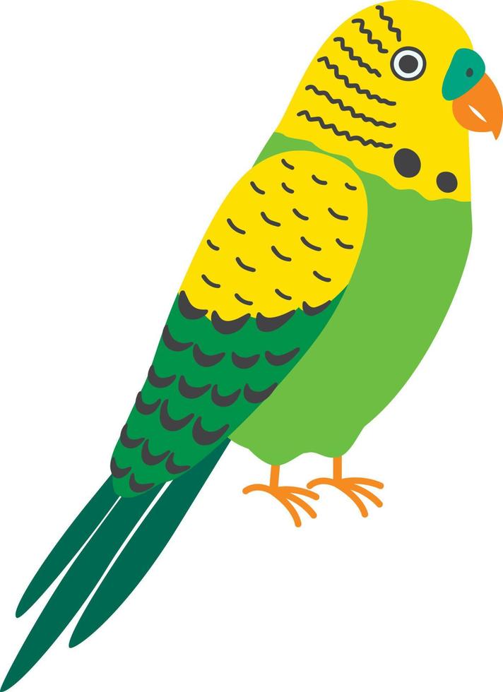 Budgerigar green parrot. Budgie common parakeet vector illustration.