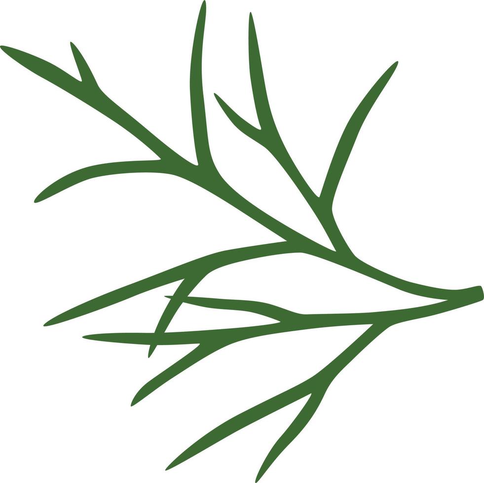 dill illustration seasoning vector