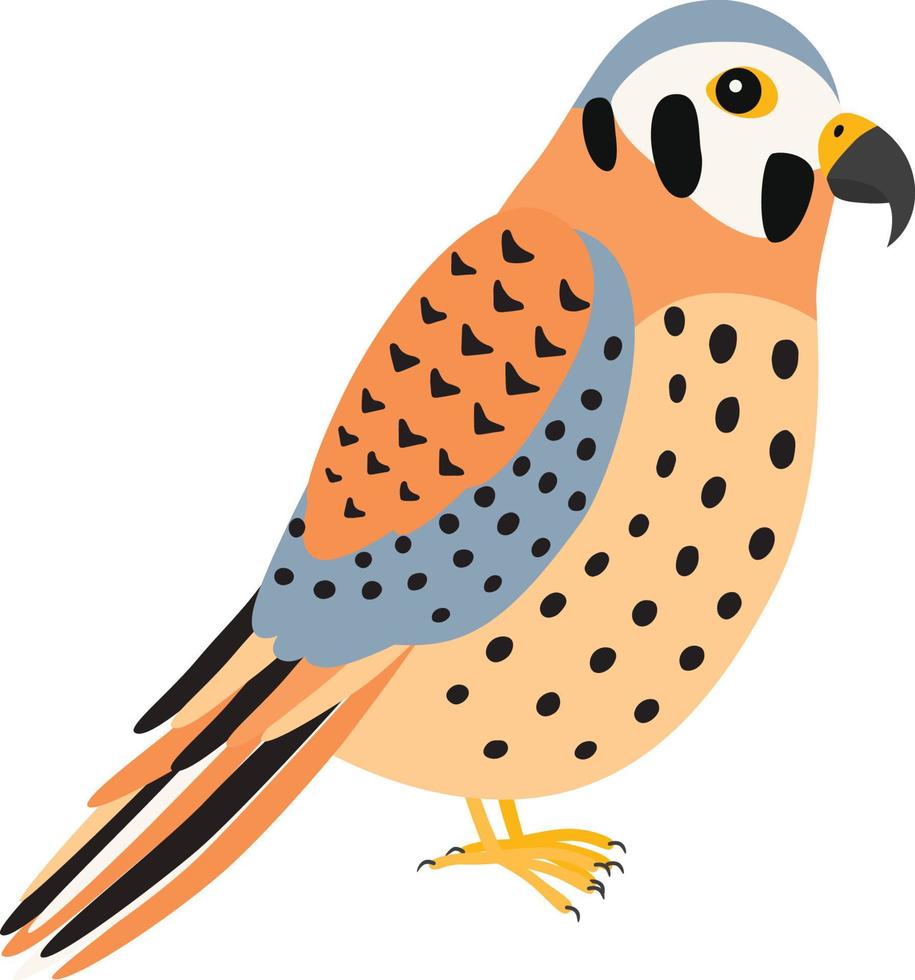 Kestrel bird illustration vector