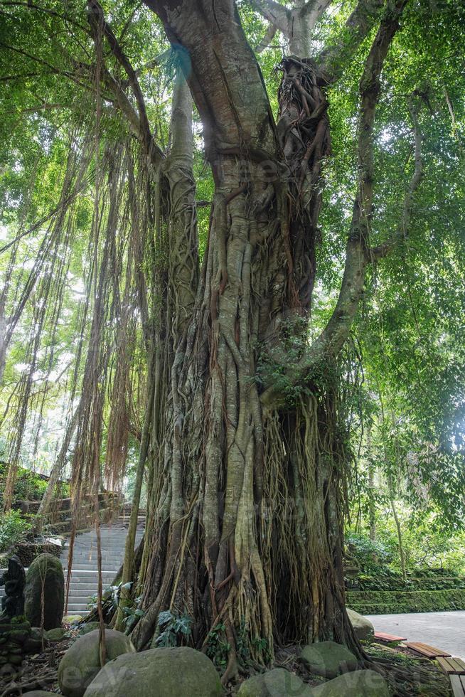 Tree in the Sacred Monkey Forest in Ubud. photo