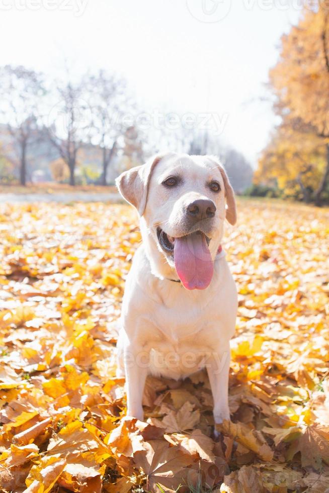 Cute labrador in the park photo