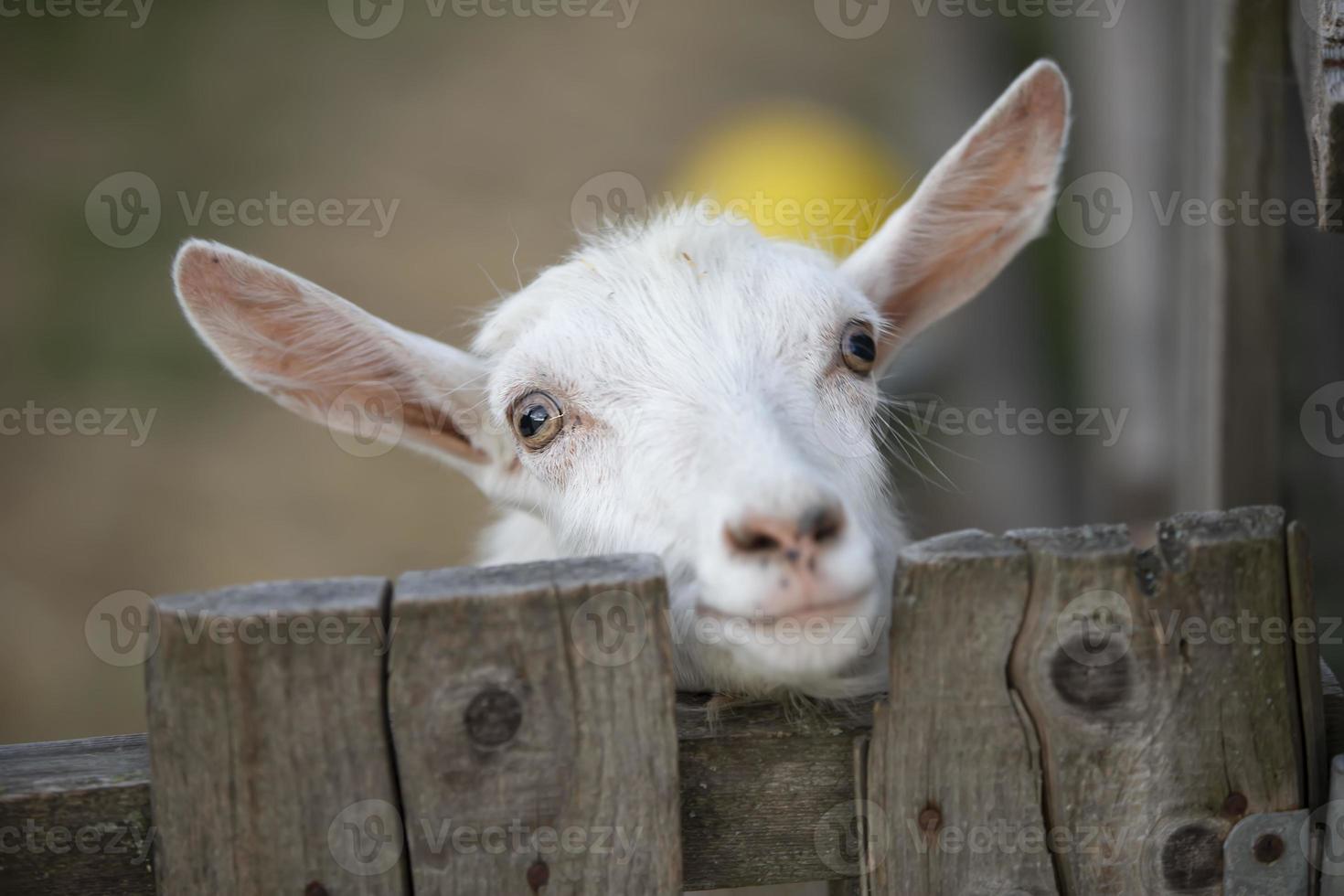 Goat on a rural farm close-up. A funny interested white goat without a horn peeks out from behind a wooden fence. The concept of farming and animal husbandry. Agriculture and dairy production. photo