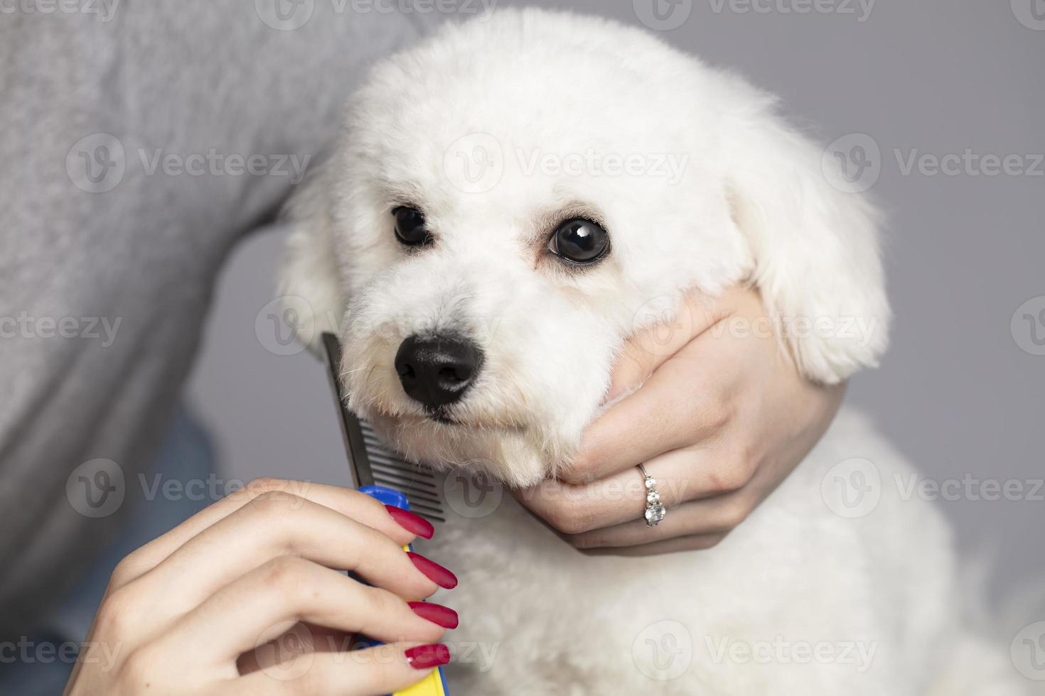 The dog is sheared in the salon to care for the surfaces of animals. Close-up of a bichon dog with a comb. Groomer concept. photo