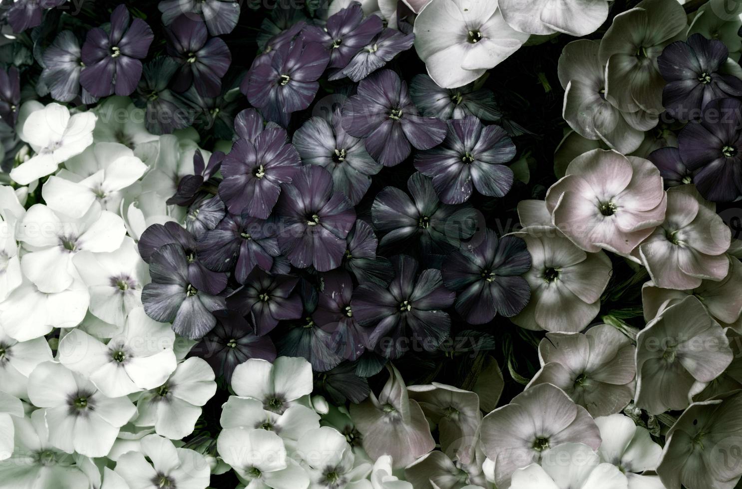 Mystical vintage flowers. Dark phlox close-up. photo