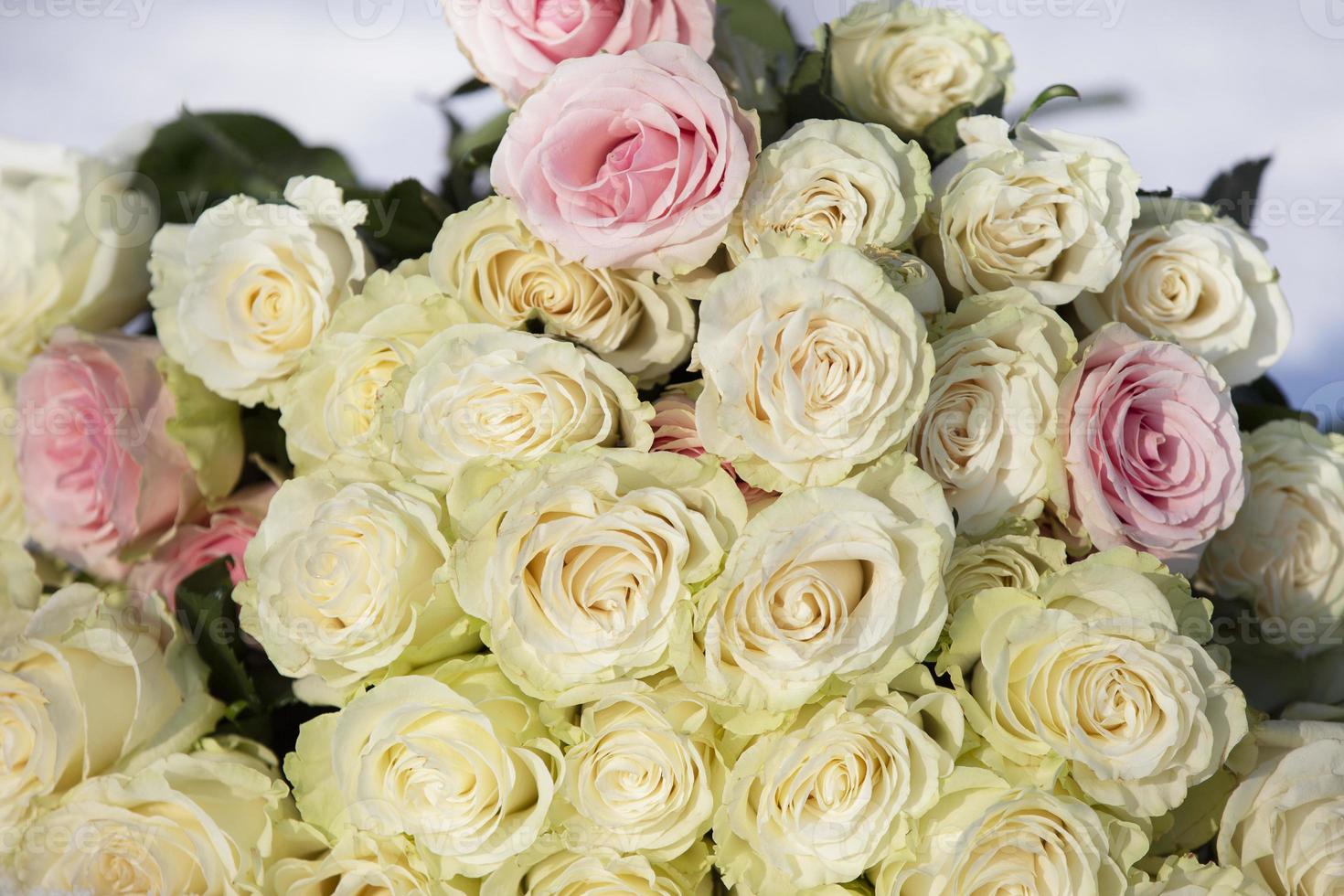 A bouquet of white roses lies on the snow. photo