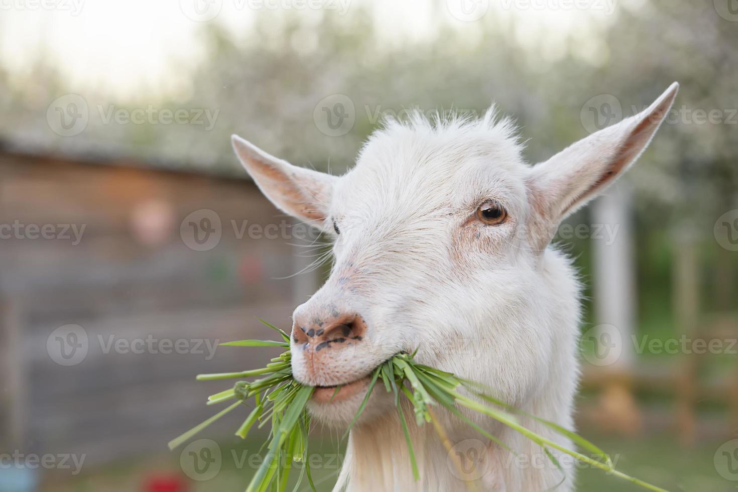 Happy goat chews delicious fresh green grass.Funny goat. photo