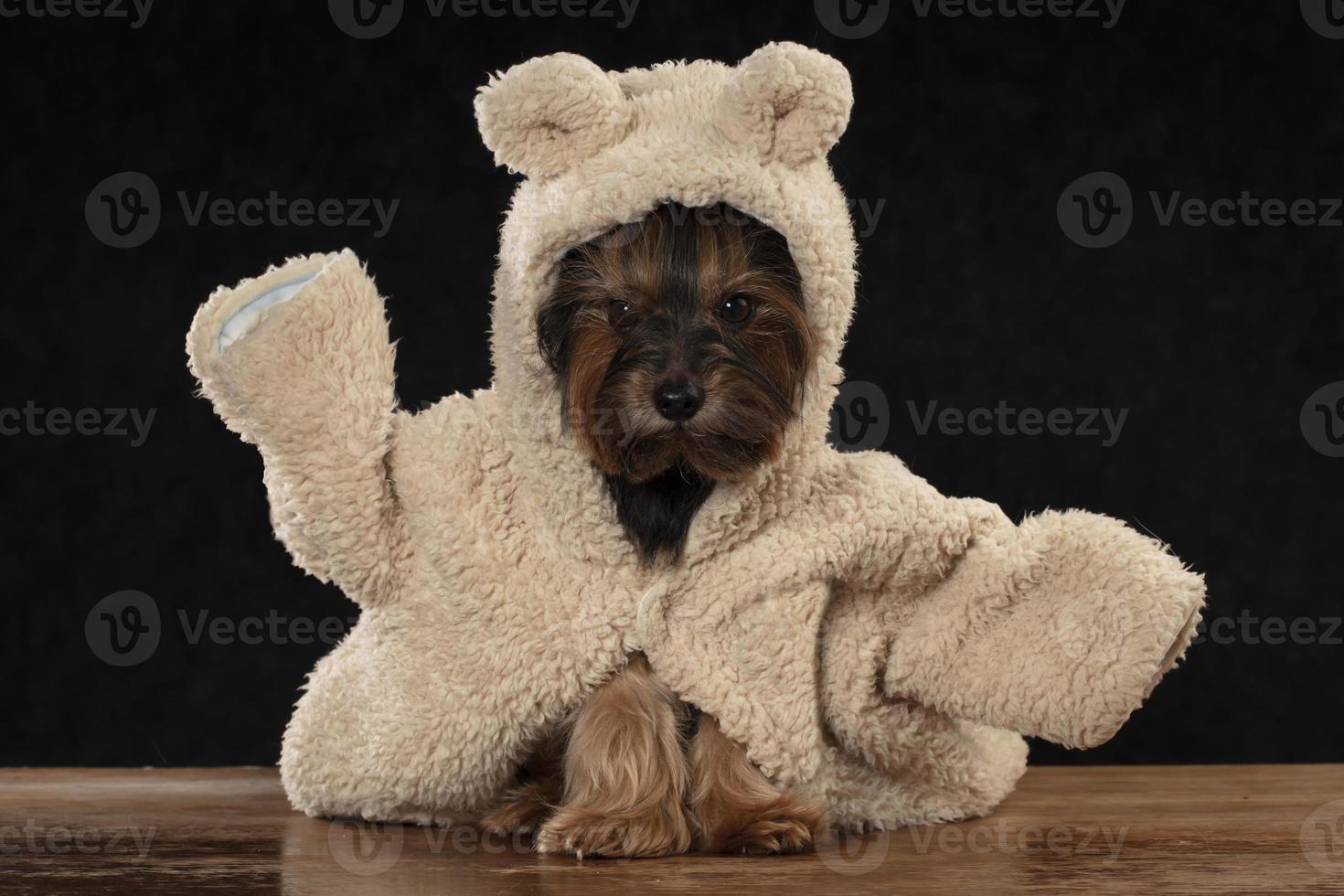 gracioso pequeño perro Yorkshire terrier en piel ropa elevado su pata arriba. perro humor. foto