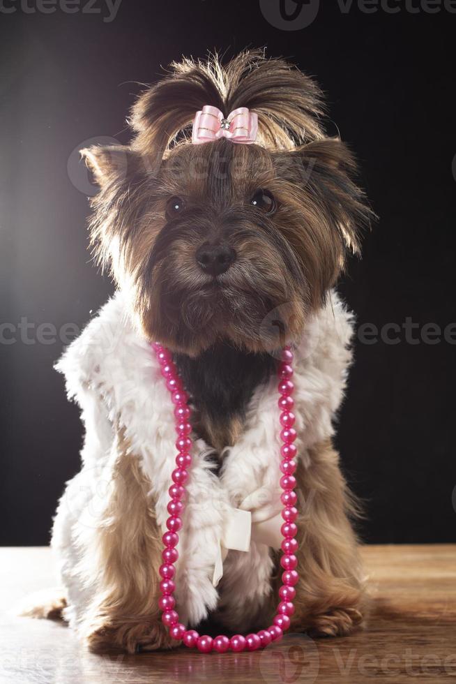 Yorkshire terrier en hermosa ropa. glamour de moda perro en un piel abrigo, decorado con rosario y un arco. diseñador ropa para perros. foto