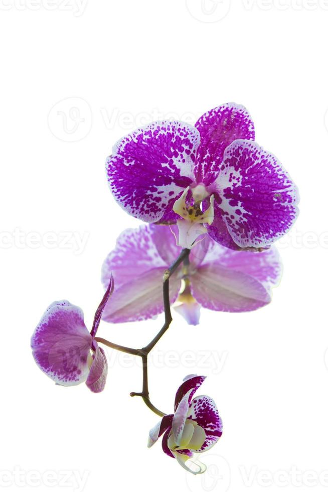 Pink orchid flower on a white background. photo