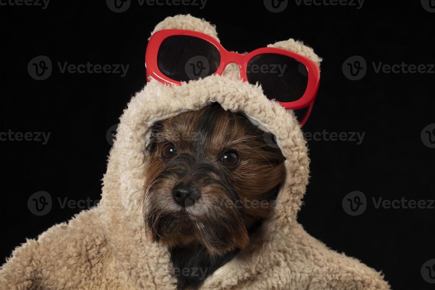 Yorkshire terrier in beautiful clothes. Glamor fashionable dog in a fur coat and glasses. Designer clothes for dogs. photo