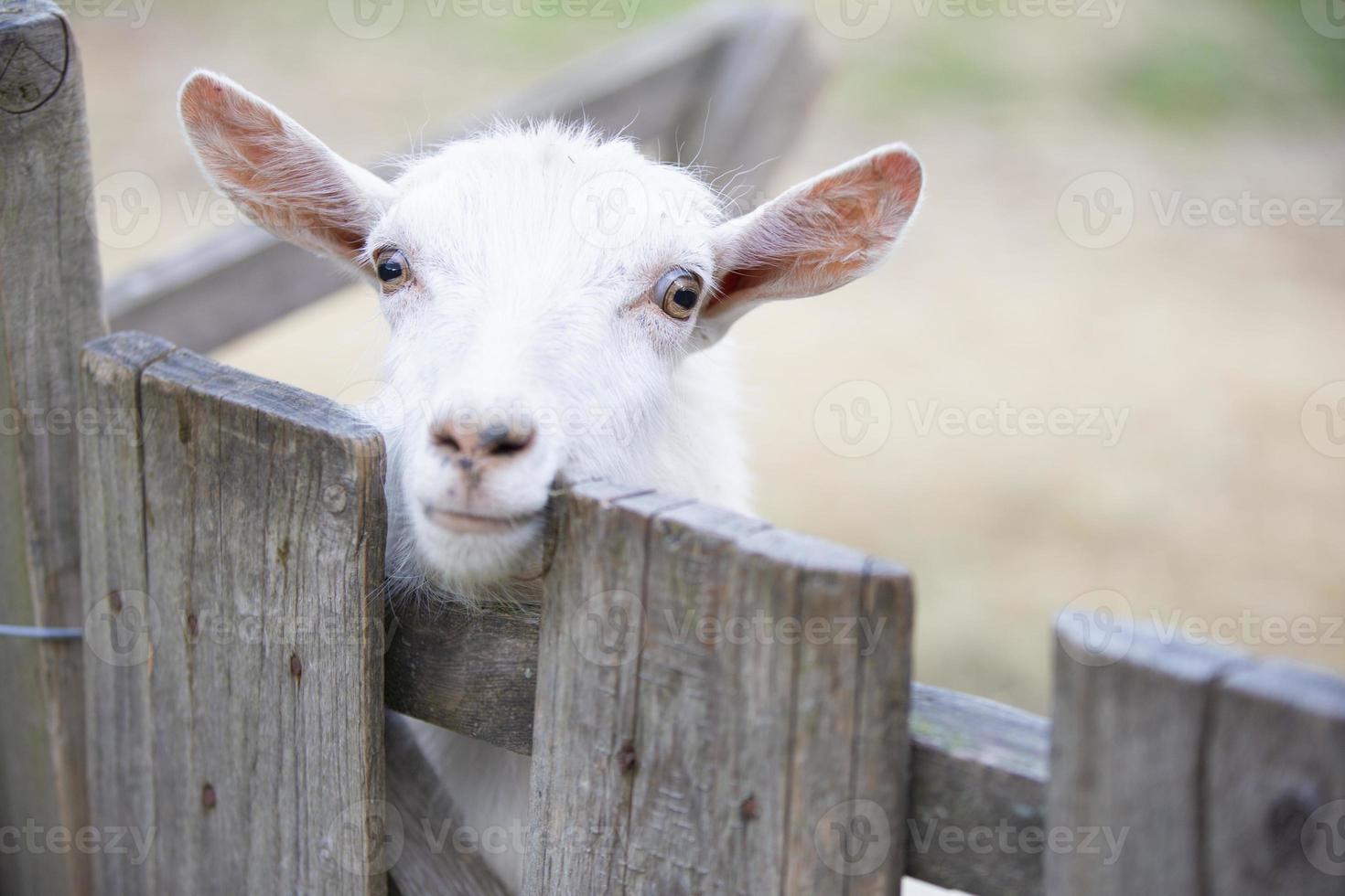 Goat on a rural farm close-up. A funny interested white goat without a horn peeks out from behind a wooden fence. The concept of farming and animal husbandry. Agriculture and dairy production. photo