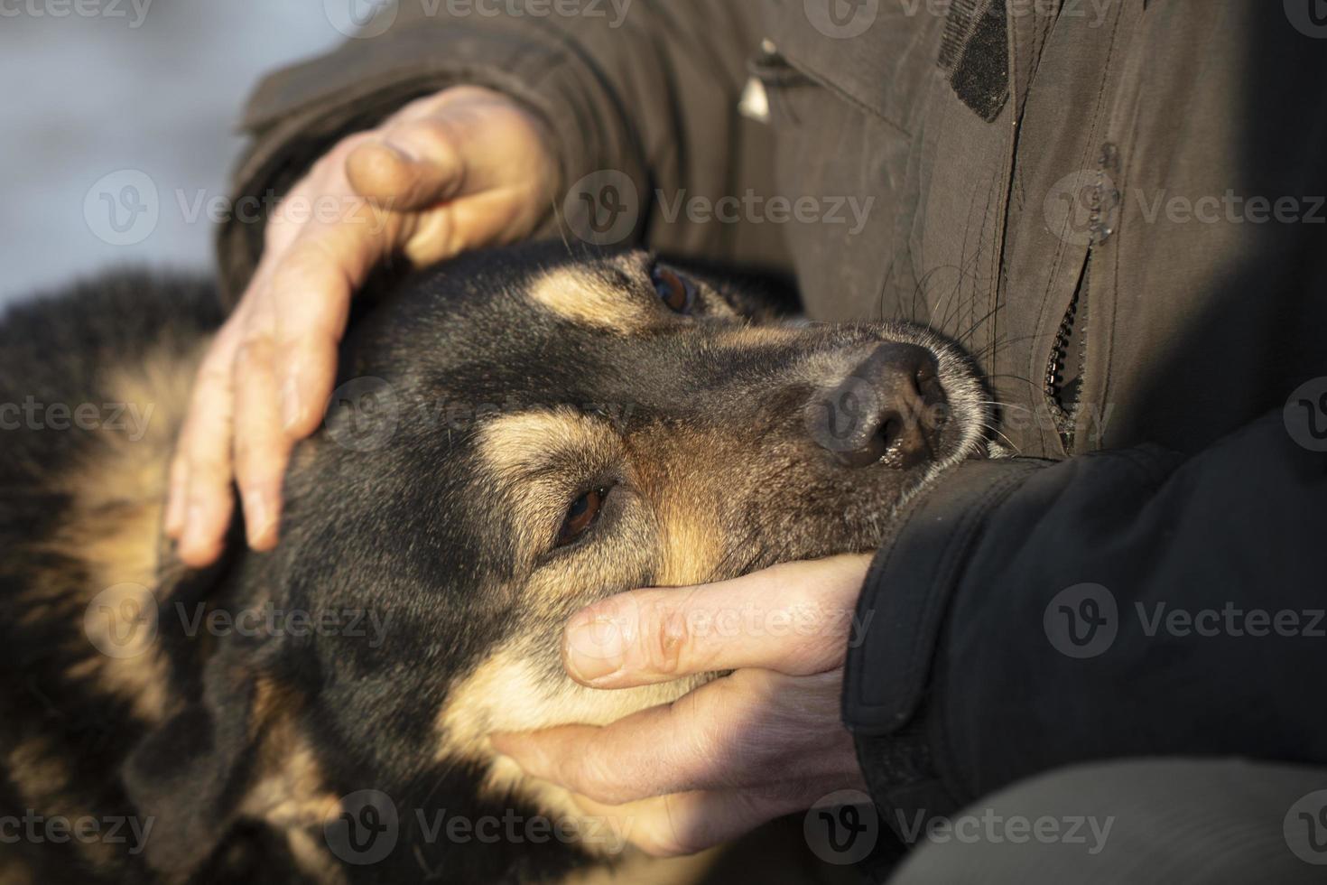 la mano acaricia al perro con ojos tristes. foto
