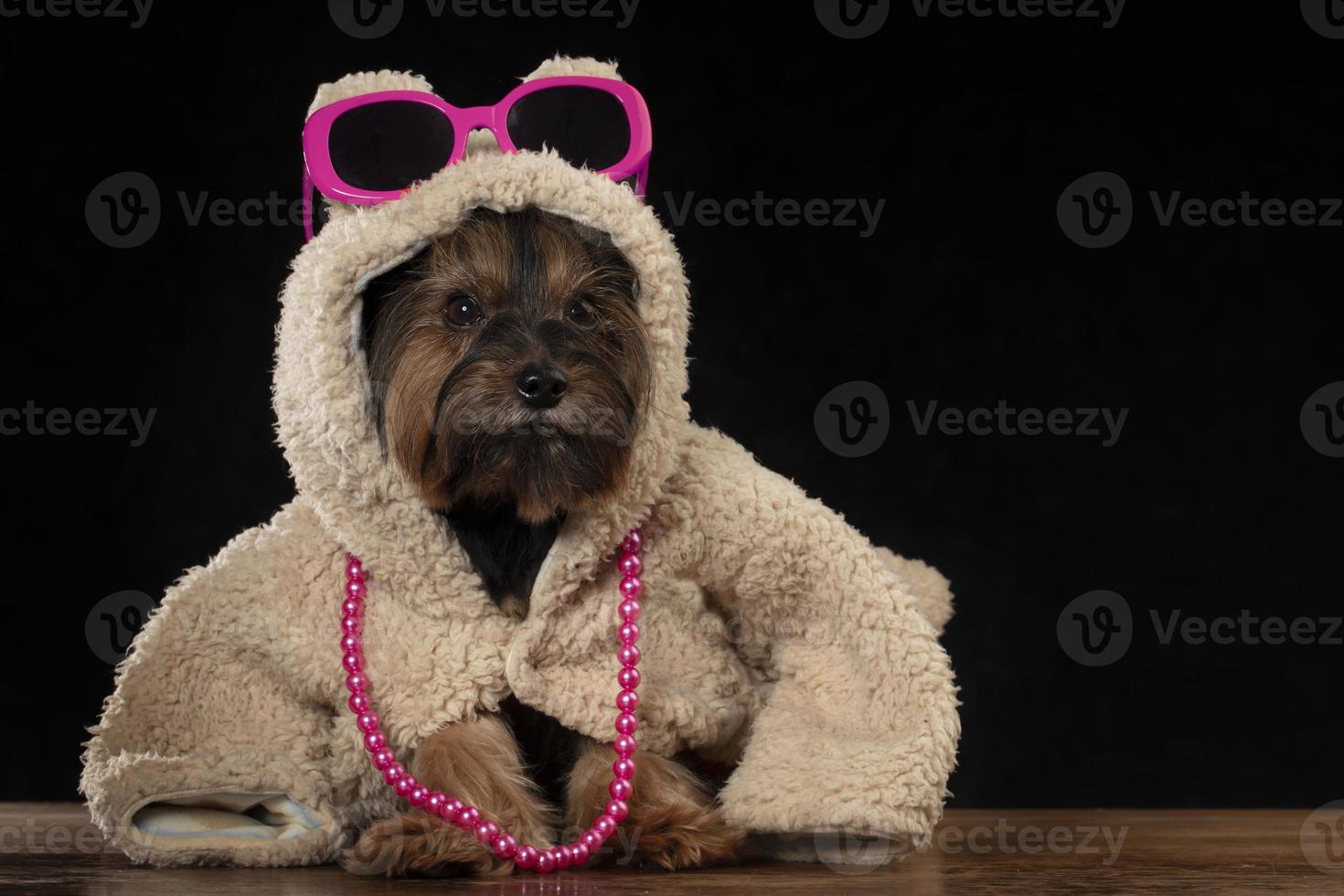Yorkshire terrier en hermosa ropa. glamour de moda perro en un piel Saco y lentes. diseñador ropa para perros. foto