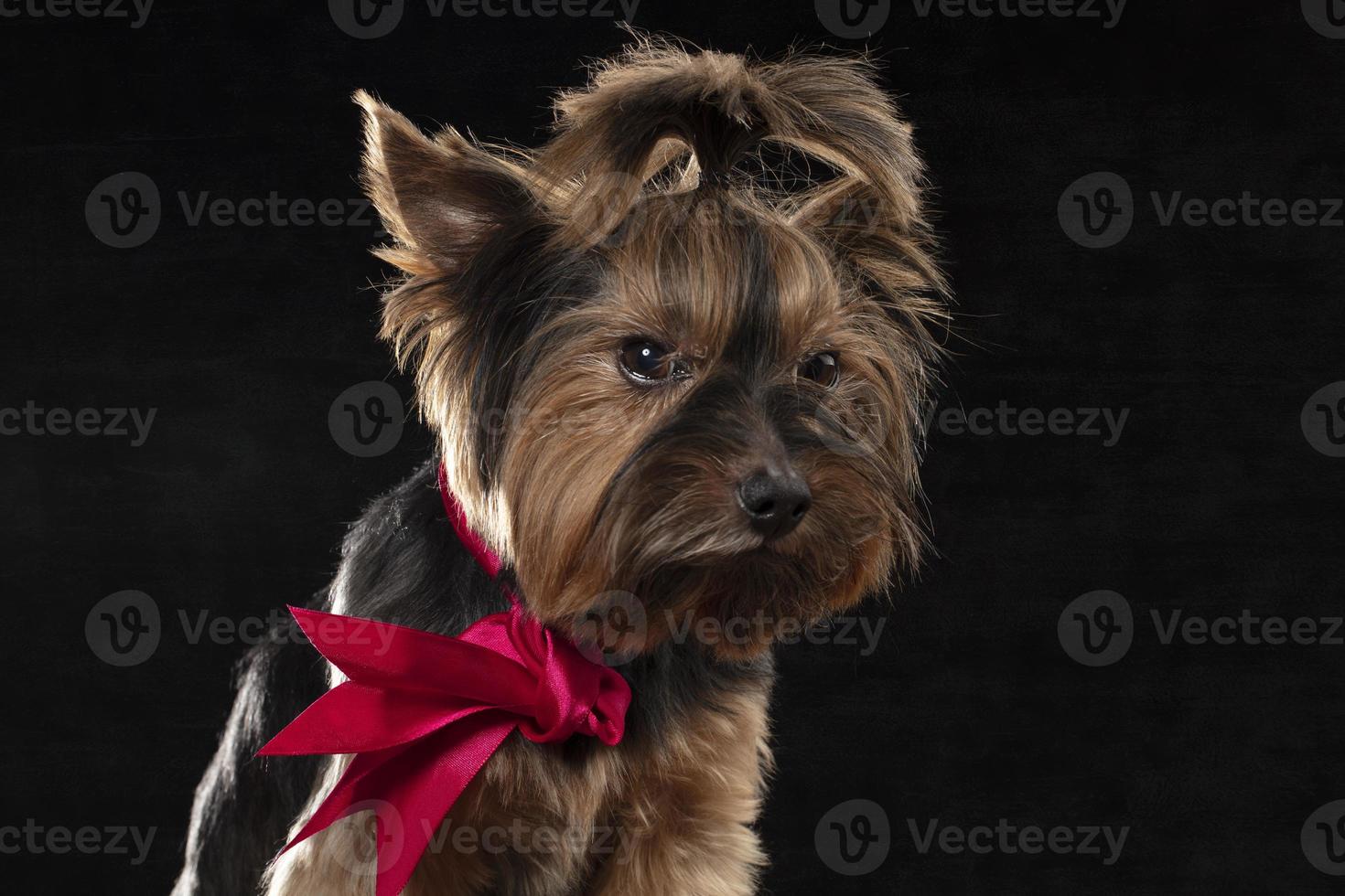 Yorkie terrier in the studio on a black background. Charming dog with a beautiful pedigree coat and a red bow. photo