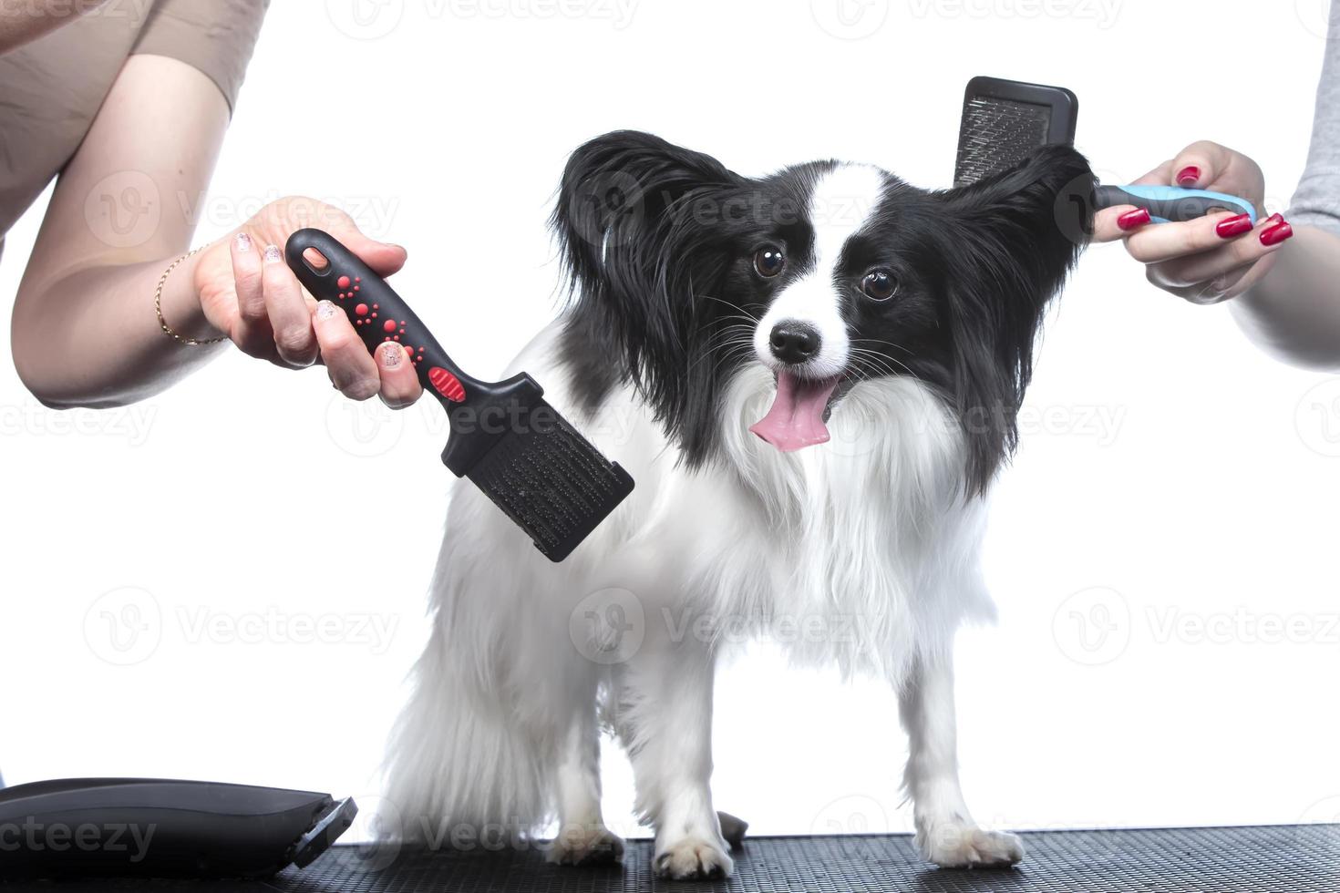 Professional dog care in a specialized salon. Groomers hold tools in their hands on a white background. photo