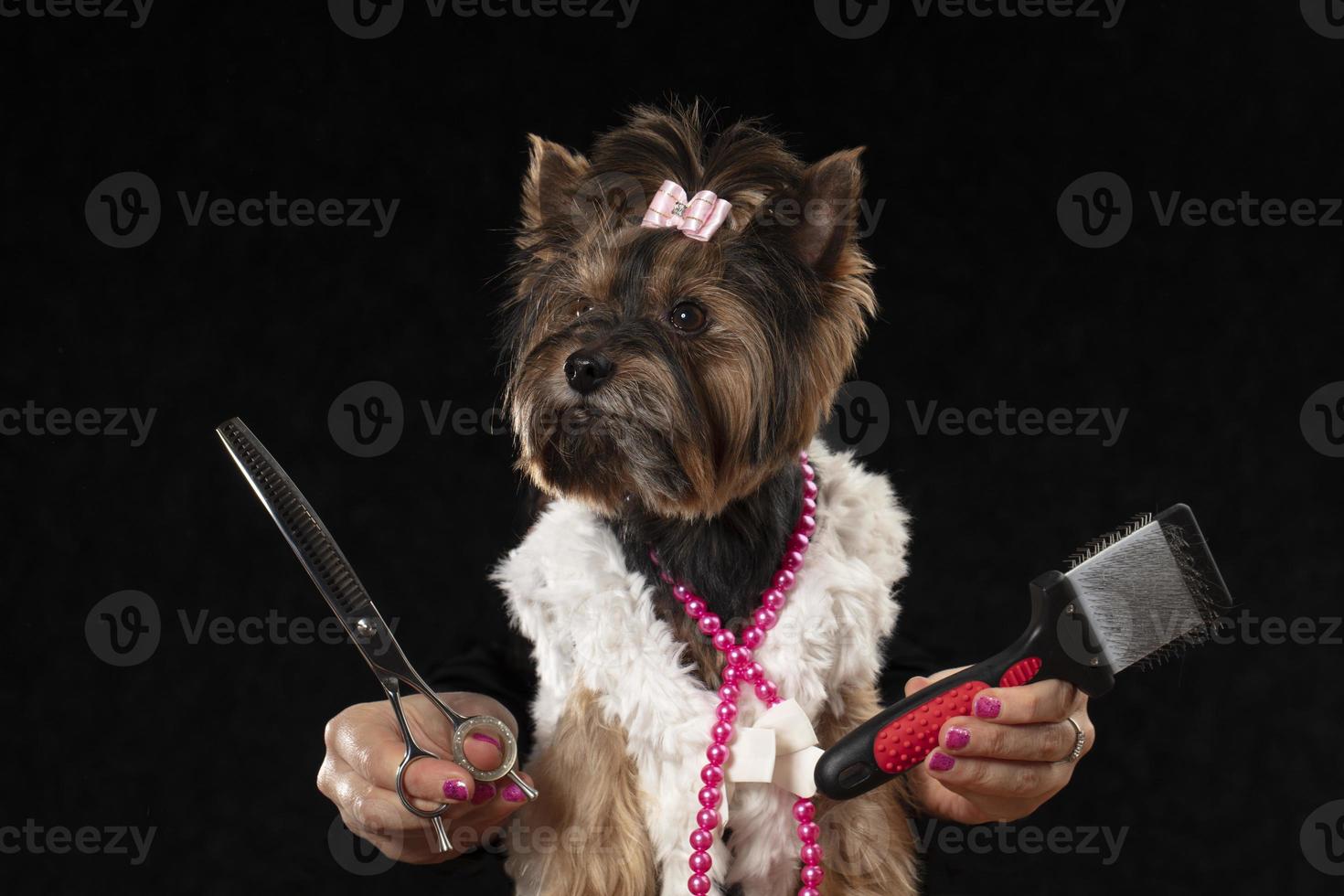 profesional perro cuidado en un especializado salón. peluqueros sostener herramientas en su manos en un negro antecedentes. Yorkshire terrier en el antecedentes de un aseo herramienta. foto