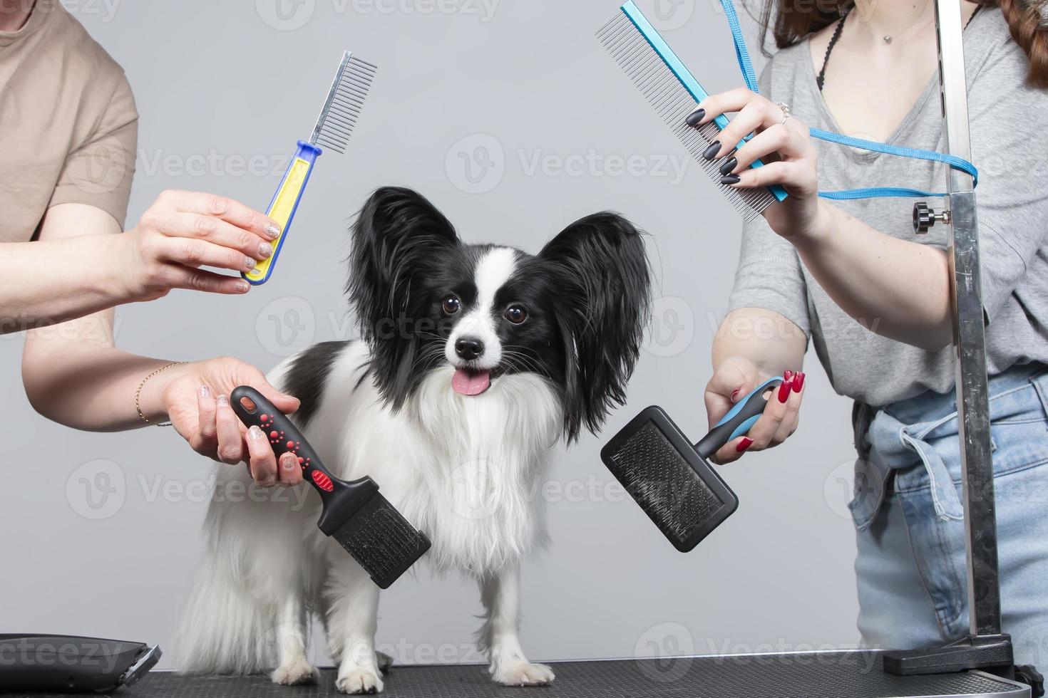 Professional dog care in a specialized salon. Groomers hold tools in their hands on a gray background. Papillon dog on the background of a grooming tool. photo