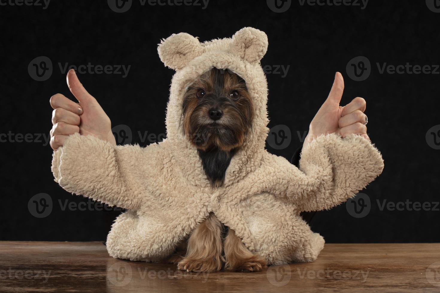 Yorkshire terrier en un hermosa piel Saco muestra clase con humano dedos. foto