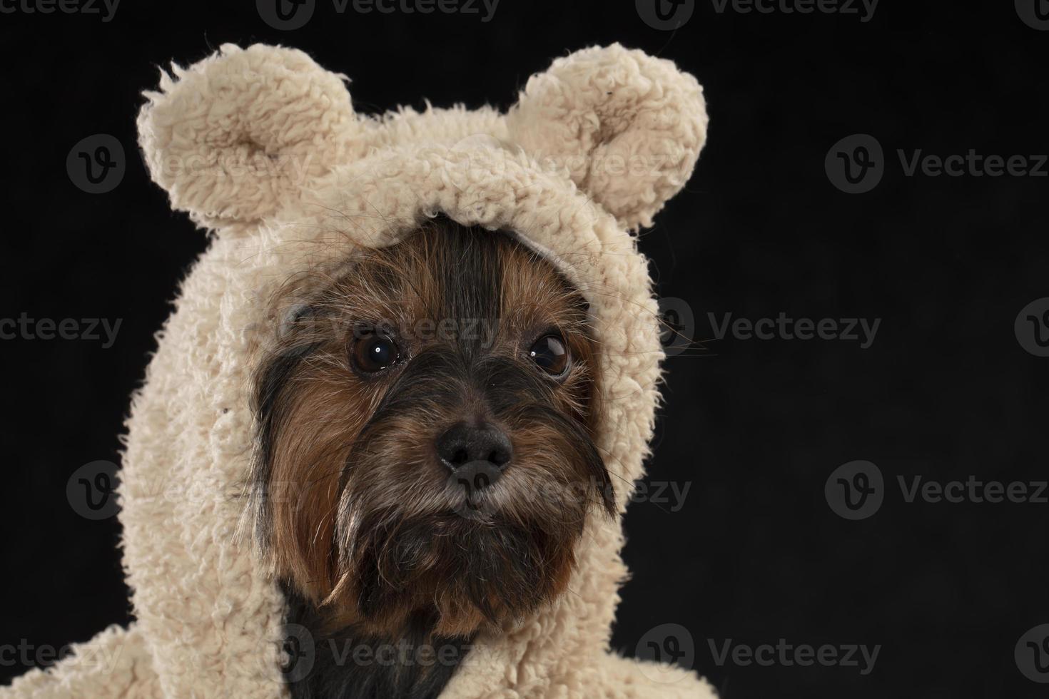 Muzzle Yorkshire Terrier in beautiful clothes. Glamor fashionable dog in a fur coat and hat. photo