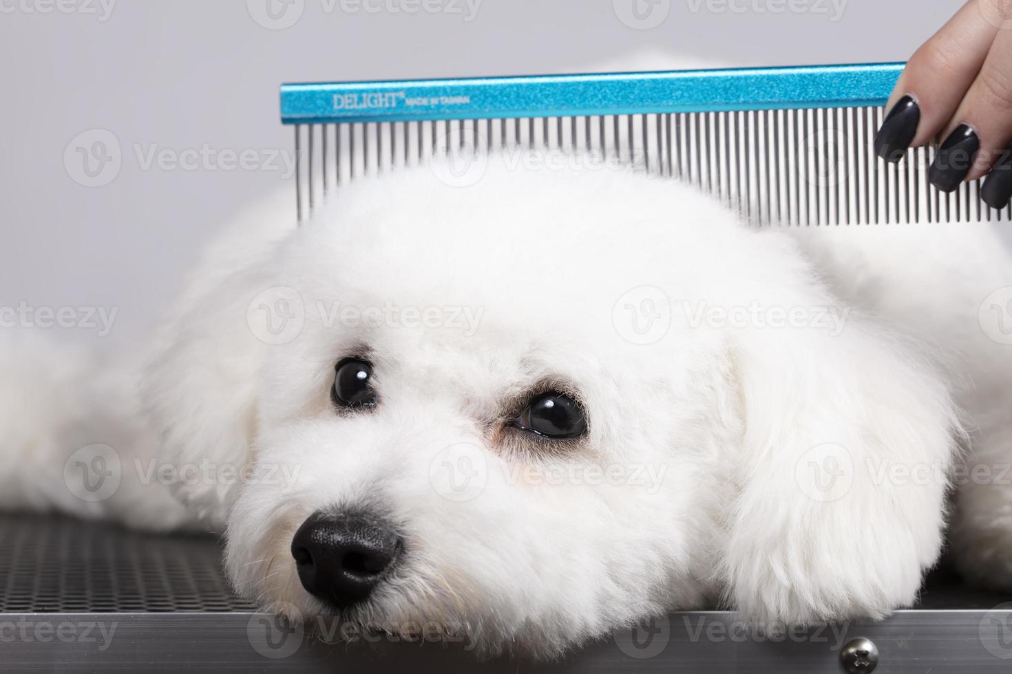 The dog is sheared in the salon to care for the surfaces of animals. Close-up of a bichon dog with a comb. Groomer concept. photo