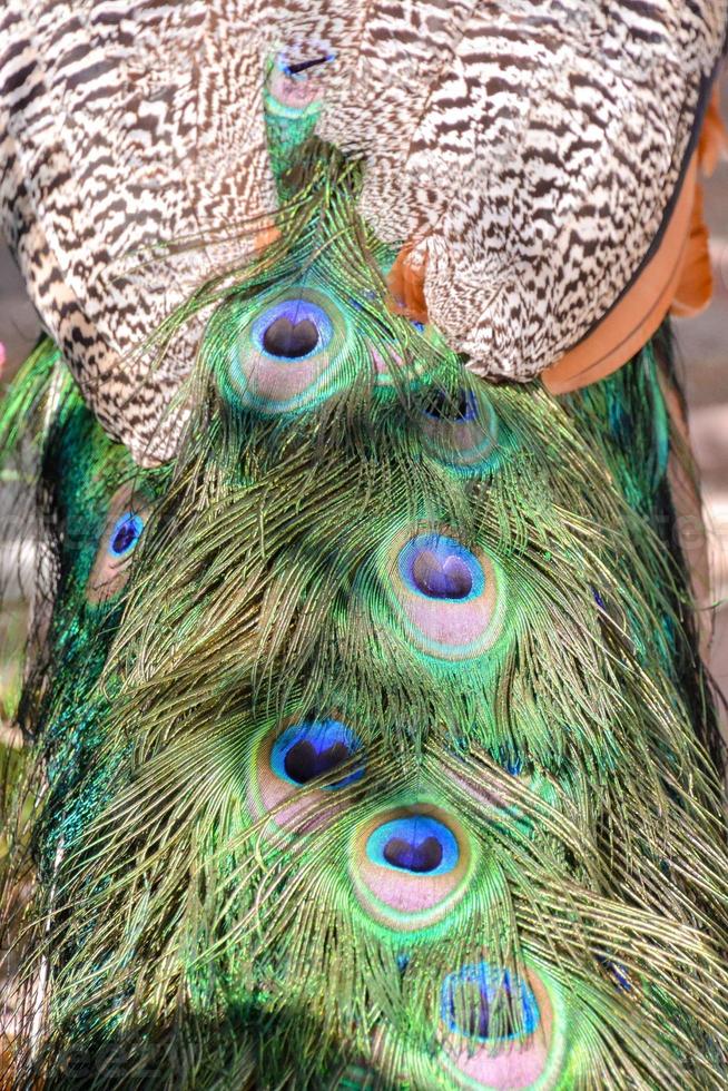 plumas de pavo real coloridas foto