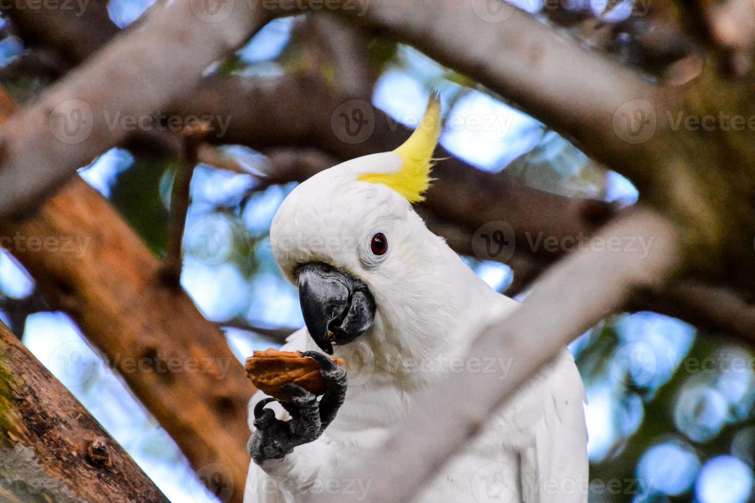 cacatúa de cresta amarilla foto