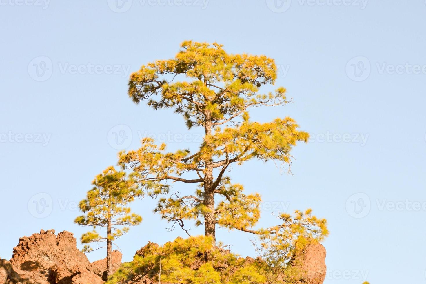 Tall green trees photo