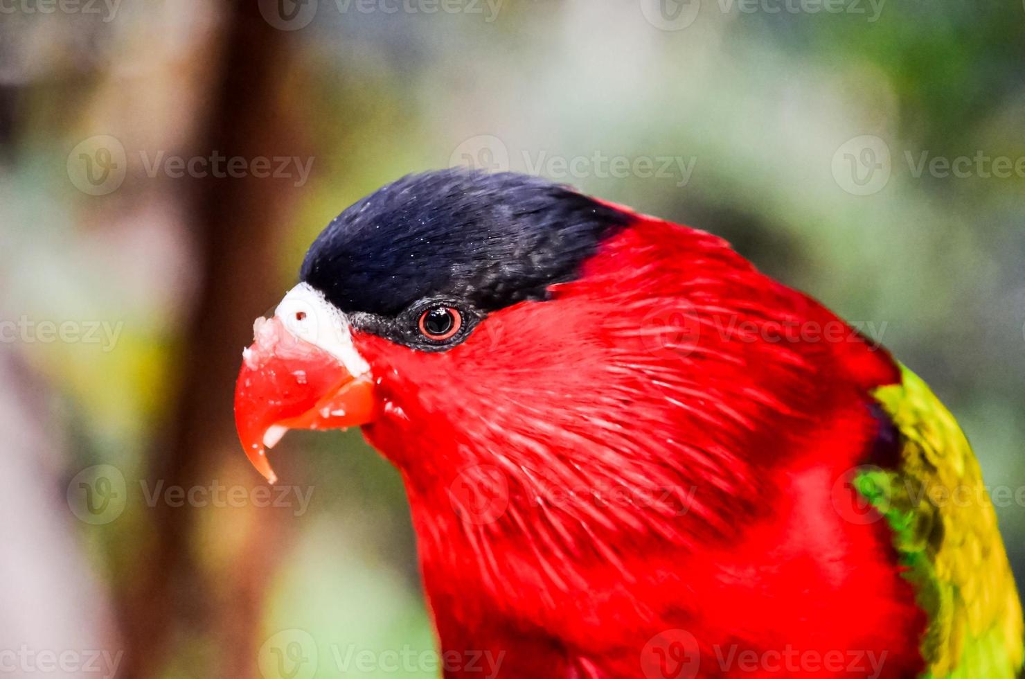 Colorful red bird photo