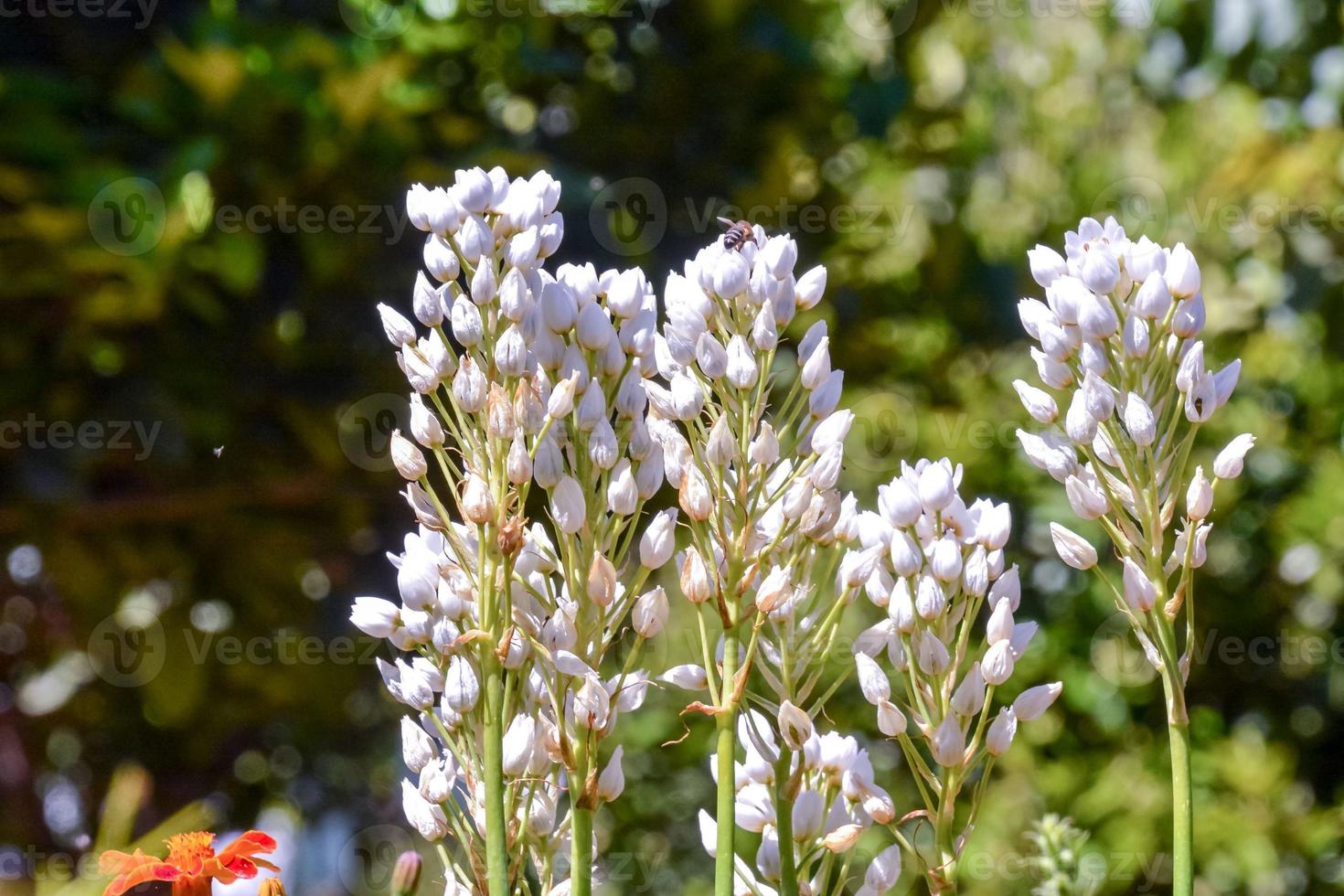 White flourish flowers photo