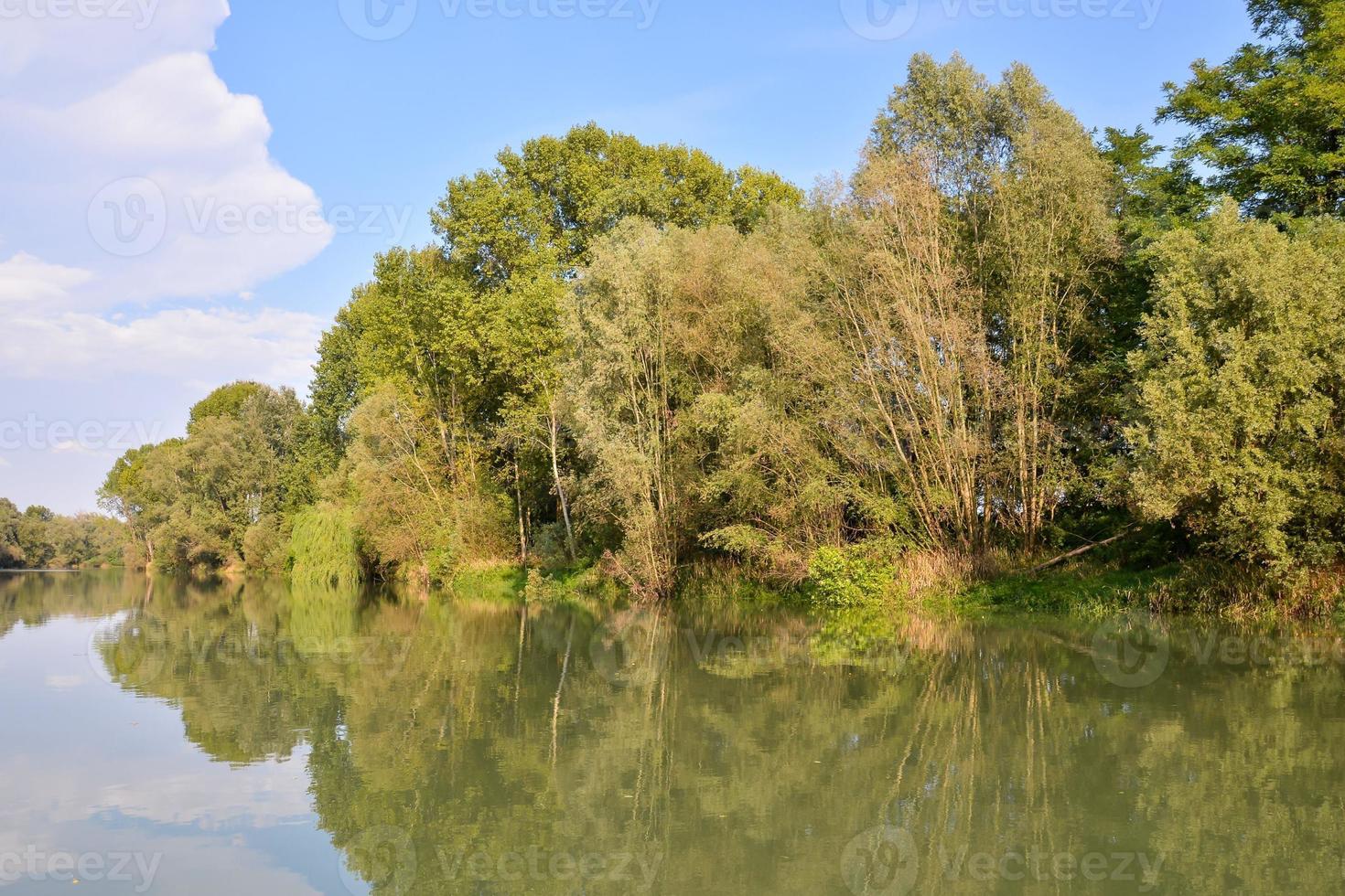 Trees on the shore photo