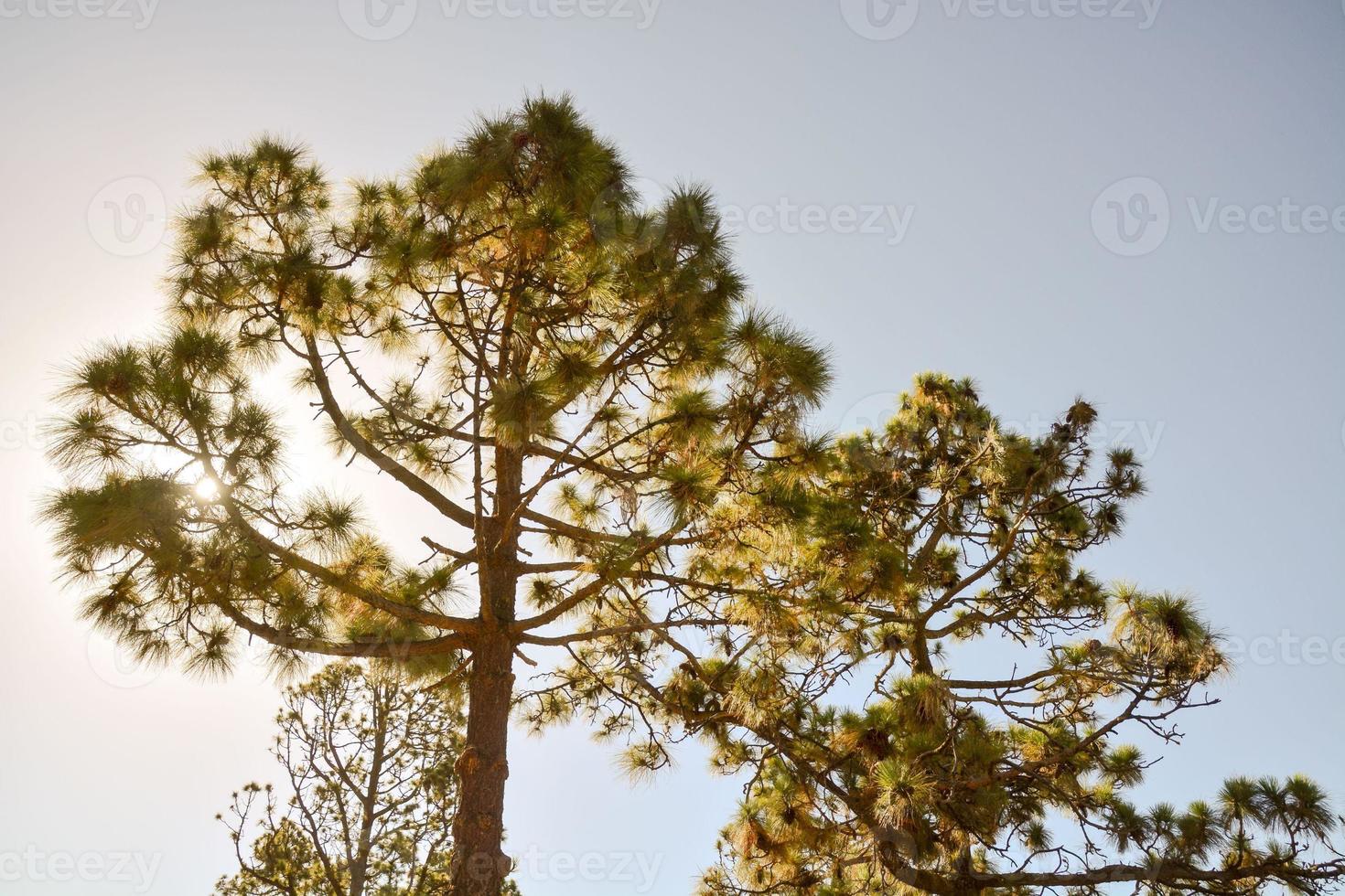 Flourishing green trees photo